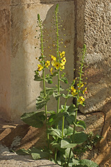 Verbascum levanticum