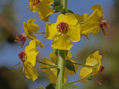 Verbascum levanticum