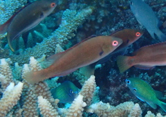 Cirrhilabrus punctatus