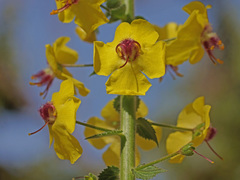 Verbascum levanticum