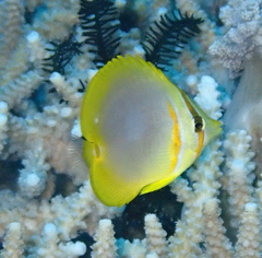 Chaetodon aureofasciatus