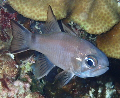 Nectamia savayensis