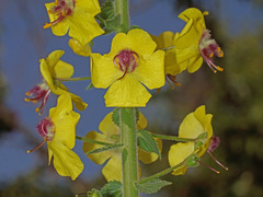 Verbascum levanticum