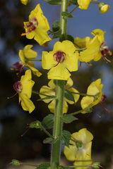 Verbascum levanticum