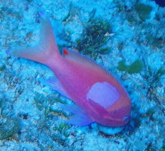 Pseudanthias pleurotaenia