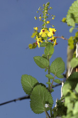 Verbascum levanticum