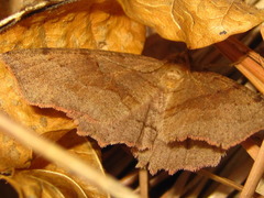 Xerodes rufescentaria