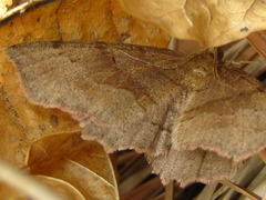 Xerodes rufescentaria