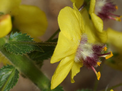 Verbascum levanticum