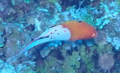 Bodianus anthioides