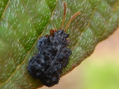 Dactylispa subquadrata subquadrata