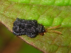 Dactylispa subquadrata subquadrata