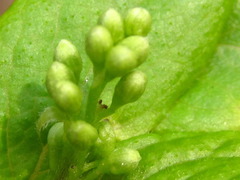 Symplocos sawafutagi