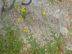 Verbascum levanticum