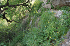 Verbascum levanticum