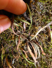 Notogrammitis angustifolia nothofageti