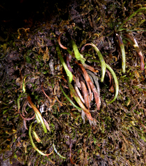 Notogrammitis angustifolia nothofageti