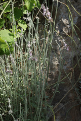 Stachys cretica anatolica