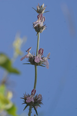 Stachys cretica anatolica