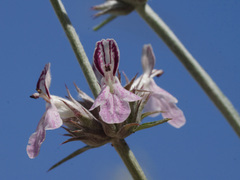 Stachys cretica anatolica
