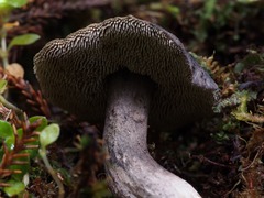 Sarcodon carbonarius