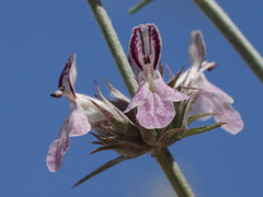 Stachys cretica anatolica