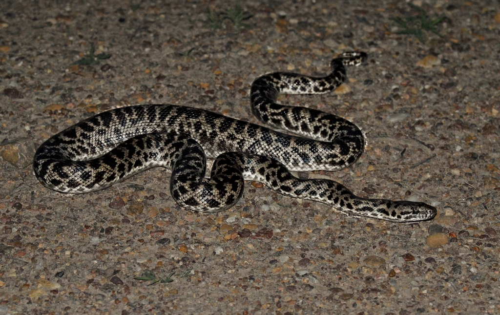 Spotted Python (Reptiles of Yourka Reserve) · iNaturalist