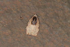 Cerconota carbonifer
