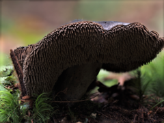 Sarcodon carbonarius