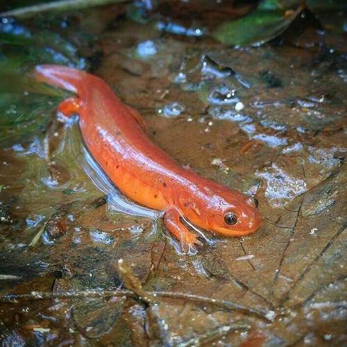 Midland Mud Salamander