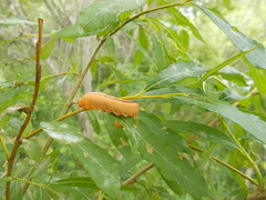 Trichiosoma sylvaticum