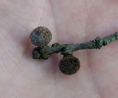 Burnettweldia washingtonensis