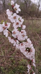 Prunus tomentosa
