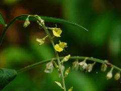 Crotalaria leptostachya