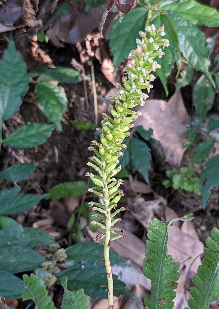 Goodyera procera