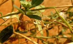 Hierodula membranacea