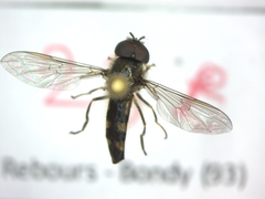 Platycheirus albimanus