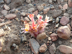 Aphyllon corymbosum