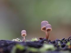 Mycena mamaku