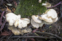 Pleurotus purpureo-olivaceus