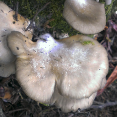 Pleurotus purpureo-olivaceus