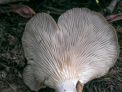 Pleurotus purpureo-olivaceus