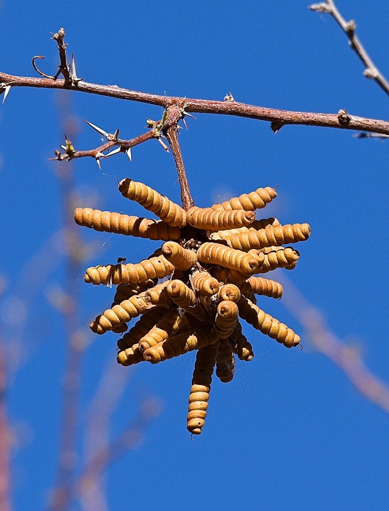 Prosopis pubescens Benth. 2