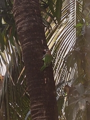 Psilopogon viridis