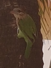 Psilopogon viridis