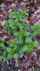 Urtica dioica dioica