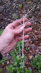 Urtica dioica dioica