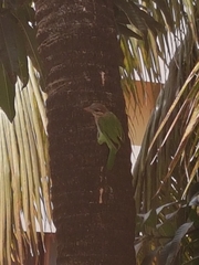 Psilopogon viridis