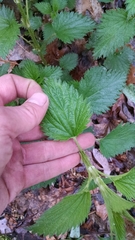 Urtica dioica dioica