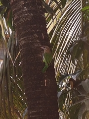Psilopogon viridis